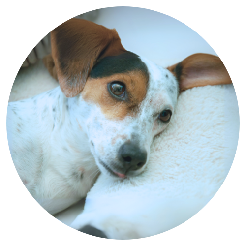 Profilbild von Haus und Bürohund Emmy. Sie liegt in auf einer kuscheligen Couch.